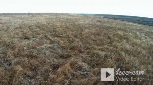 Эстонская гончая Афина. Четвертый заяц сезона 2021-22