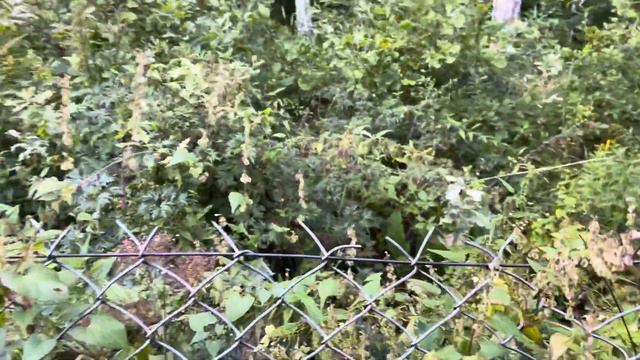 Wild Cut-Leaf Blackberry // Fruits in Poland Ep. 1 смотреть онлайн