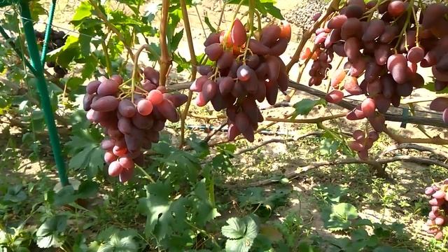 @Виноград 2019 Виноград Дубовский розовый Отзыв о винограде смотреть онлайн