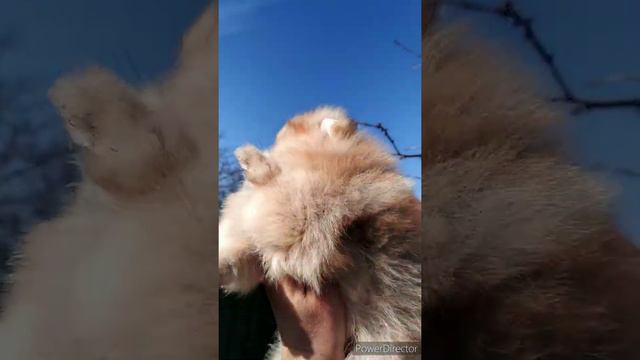 Померанский шпиц, девочка 2 мес