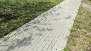Вновь сажаем липы...
