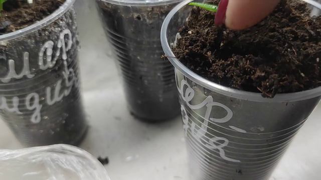 Рассаживаю укоренённую Самарскую Лидию по стаканчикам.Что дальше? смотреть онлайн