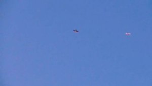 Атака Сокола Сапсана на голубей. Falcon Peregrine attack on pigeons