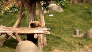 Панды в Оушен парк. Гонконг