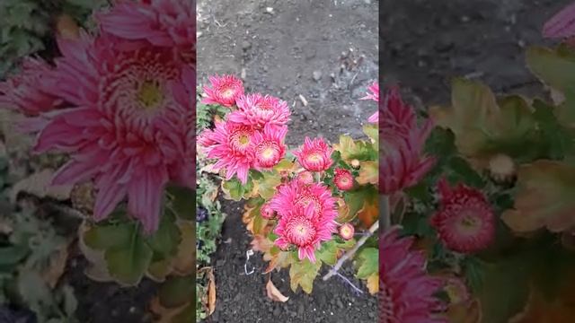 Хризантема Гомпи пурпл. Цветение смотреть онлайн