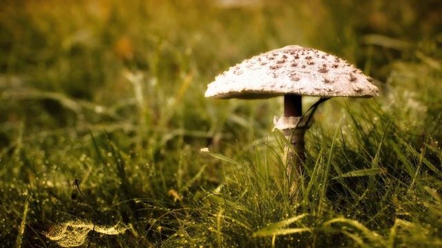 Мутотень Корона педрушки и Опарыш Сказки всего мира смотреть онлайн