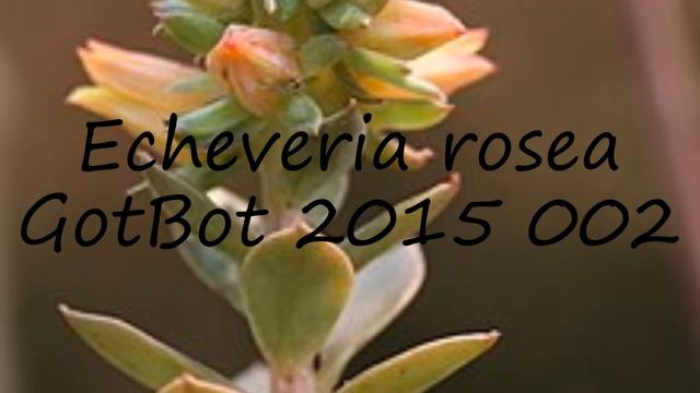 How to pronounce Echeveria rosea GotBot 2015 002 in English? смотреть онлайн