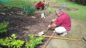 Planting gladiolus