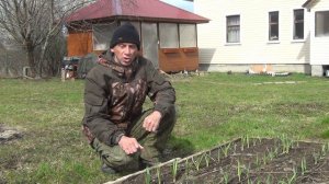 Всхожесть 100 %  Озимый чеснок весной.