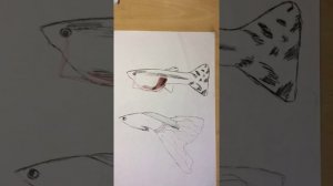 как различать пол у гуппи