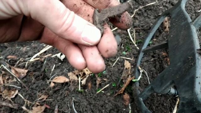 Золото Пруссии!!! От такой находки аж руки за дрожали!!! Коп в Калининграде!!! смотреть онлайн