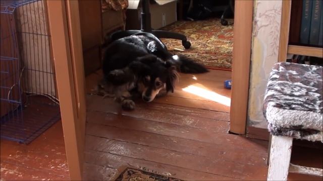 Птичий выходной смотреть онлайн