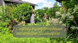 Стригу пузыреплодники без специальных инструментов, просто секатором | Vlog Дача как есть 18.07.2024
