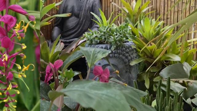 How to Divide and Repotting Heliconia Plant | Tropical Ginger смотреть онлайн