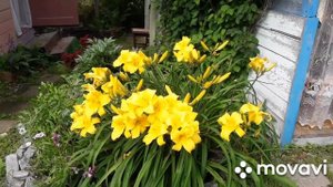 Мои лилейники. Черри Валентин, Вайт Темптейшн и другие