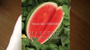 Семена арбуза без косточек