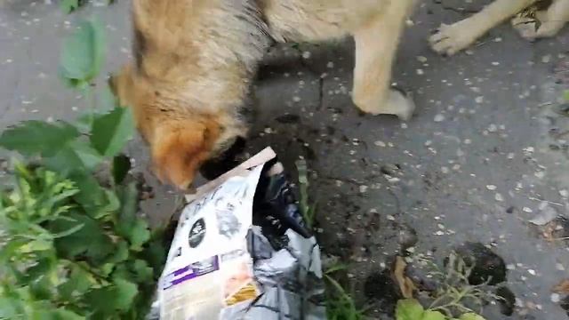 #Домашнего_пса выгнали хозяева за ворота.