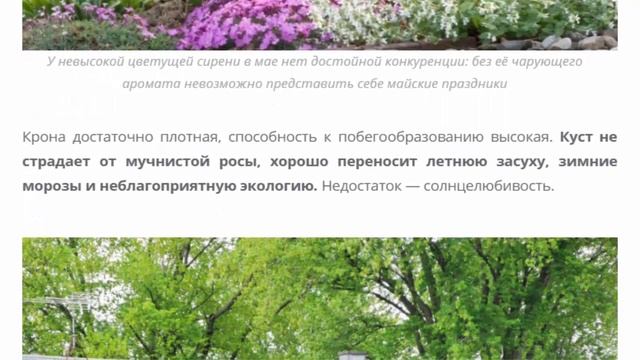 Растения для формирования живой изгороди, зелёной или цветущей смотреть онлайн