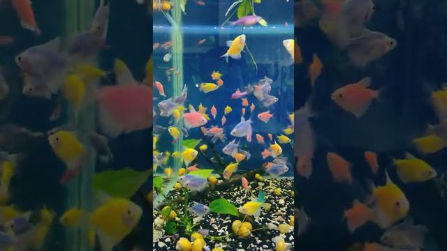 Рыбка ТЕРНЕЦИЯ GloFish #shorts