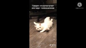 звук смерти котов 😳😳😳😳😳