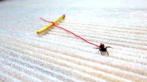 КАКОЙ ВЕС МОЖЕТ ПОДНЯТЬ МУРАВЕЙ?