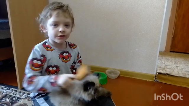 Хотите завести котенка? Я Вам покажу что нужно для его содержания. смотреть онлайн