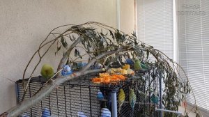 видео для попугая ? учим попугая говорить : Тиша