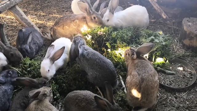 Приготовила кабачковую икру с майонезом. Получилось очень вкусно.