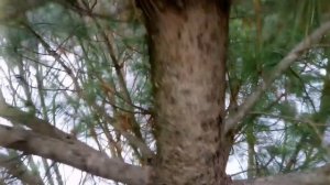 Заготовка черенков кедра для прививки.