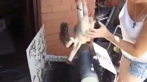 ПЕРОДЕРКА (перощипательная машина для птицы)