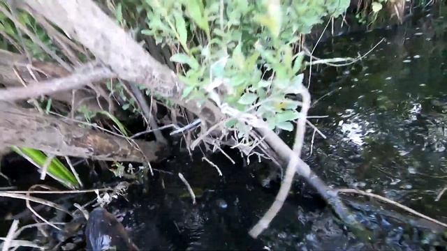 ЛОВИМ КАРАСЯ РУКАМИ.ЭТО НУЖНО ВИДЕТЬ!!! смотреть онлайн