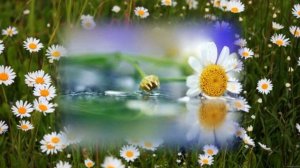 Ромашки. Любит, не любит...