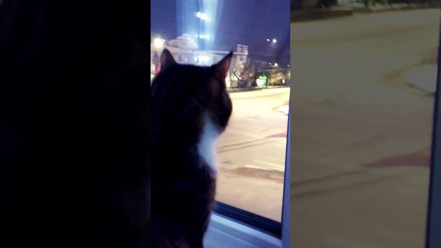 "Телевизор" сломался. Людей нет - смотреть нечего😾