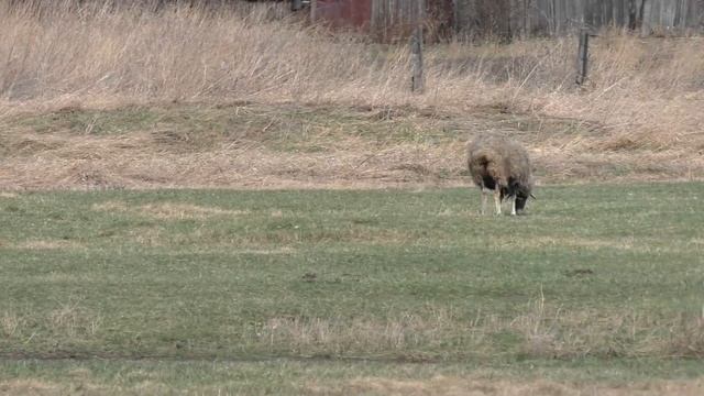 Худые голодные коровы в деревне первый день на прогулке весна смотреть онлайн