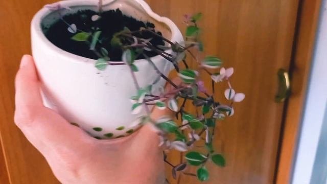 Комнатные растения.  Новинки. Обзор.  #обзор#комнатныерастения#комнатныецветы#новинки#фикусы