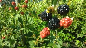 Обзор ежевики сорта Осейдж/ Blackberry Osage