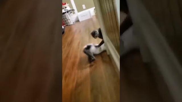 Funny Animals 2022 Part 1 смотреть онлайн