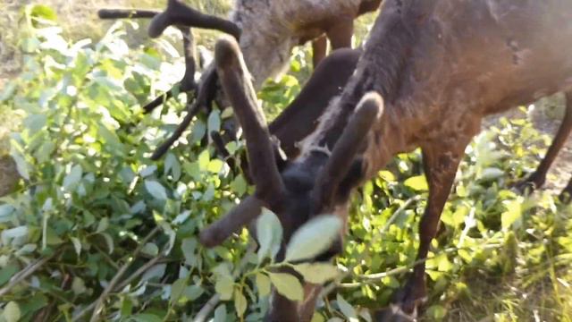 Олени смотреть онлайн