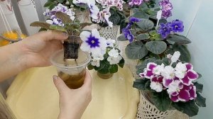 Фитильный полив фиалок! Что нужно учитывать зимой?