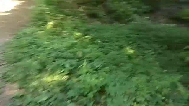 ПОЕЗДКА В ОСИНОВУЮ РОЩУ ЧАСТЬ 3: МИША ПОКАЖИ КАК ДЕЛАТЬ ЗАКЛАДКУ смотреть онлайн