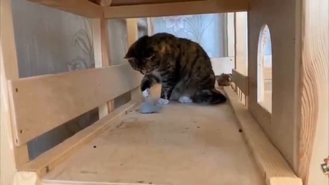 видео анука -давайка день рождения Мурки