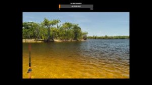 РР3. Амазония. Пляж. Ловим кровь с гладколобым кайманом.