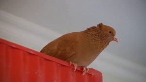 Разговариваем с голубком🐥