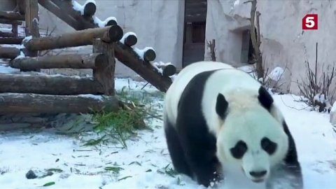 Ленивый панда в зоопарке устроил гостям снежное шоу