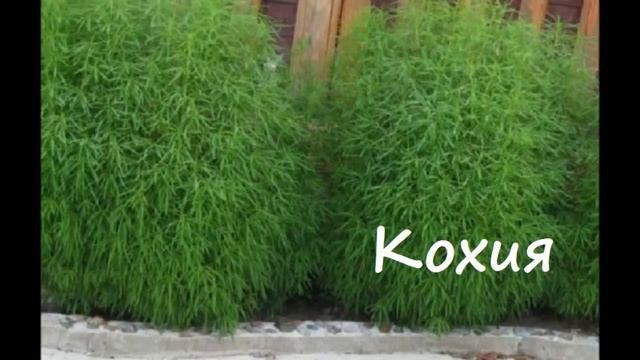 Сажайте клумбы непрерывного цветения из однолетников Какие цветы сажать смотреть онлайн