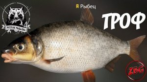 РЫБЕЦ ТРОФЕЙНЫЙ - р. ВОЛХОВ - РУССКАЯ РЫБАЛКА 4