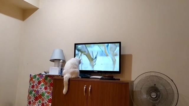 Белый британец изучает телевизор! Без комментариев) смотреть онлайн