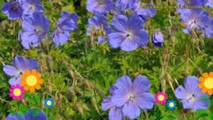 Герань гималайская Бейби Блу. Краткий обзор, описание характеристик, где купить саженцы