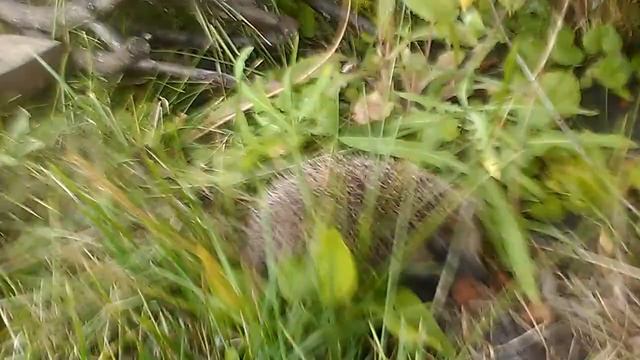 Ёжик на природе 2 смотреть онлайн