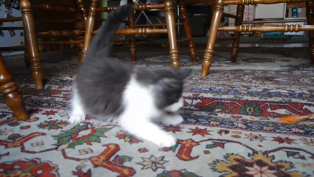 Норвежский лесной котёнок Дизель Diesel On Fashion Peak, fashionpeak.ru смотреть онлайн